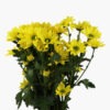 yellow-daisy-front-view