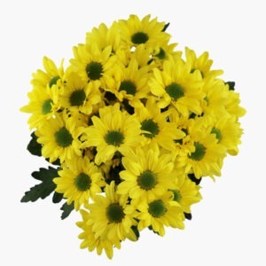 yellow-daisy-top-view