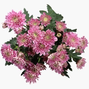 Chrysanthemums