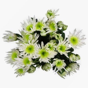 dellianne-chrysanthemum-top-view