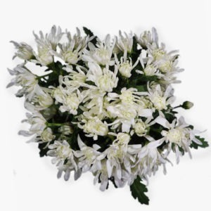 gargarin-chrysanthemum-top-view