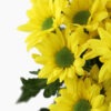 yellow-daisy-close-up