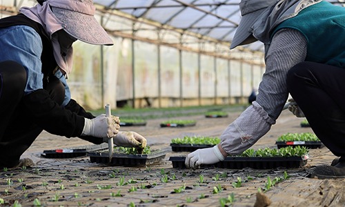 ladies-planting