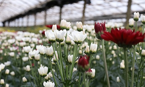 white-red-chrysanthemums-in-house