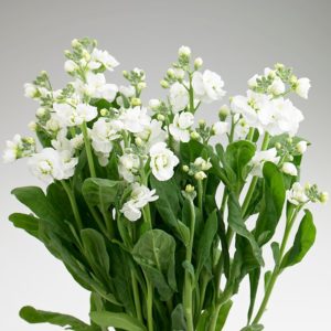 Stock – Matthiola