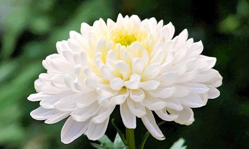 white-chrysanthemum-standard-open