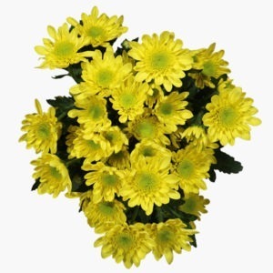 Rados-yellow-chrysanthemum-top-view