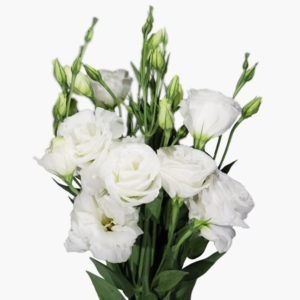 Lisianthus