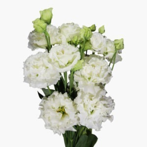 Ivory-lisianthus-front-view