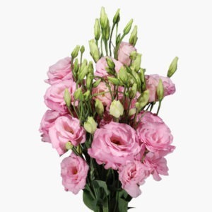 soft-pink-lisianthus-front-view