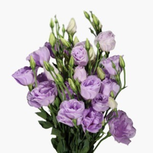 soft-purple-lisianthus-front-view