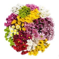 assorted-chrysanthemum-top view