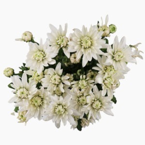 baltica-white-chrysanthemum-top-view