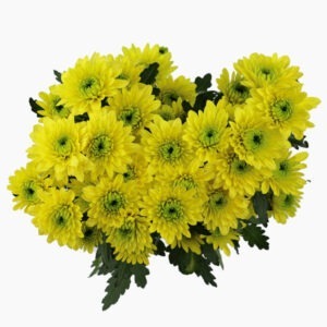 jamaica-chrysanthemum-top-view