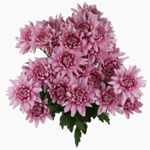 karma-pink-chrysanthemum-top-view