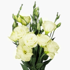 butter-lisianthus-front-view