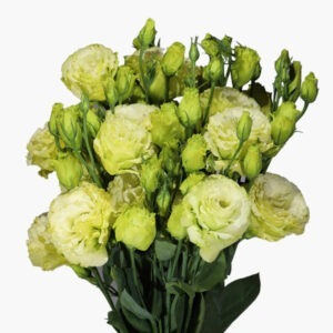 green-lisianthus-front-view