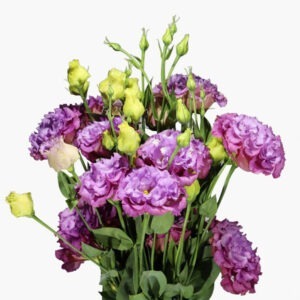 mid-purple-lisianthus-front-view